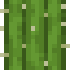 Kaktus